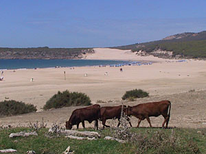 bolonia rural