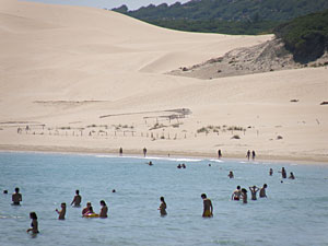 Bolonia duna